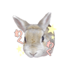 うさぎのぴょんたとパンダマウスのみゅーた