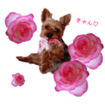 リーチさんスタンプ 2022春