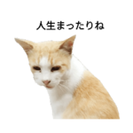 思い出の猫たち