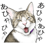 意外と使えるリアル猫スタンプ3
