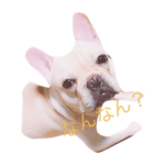 フレンチブルドッグの大阪弁