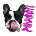 フレンチブルドッグのモモ