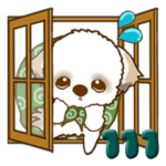 シーズー犬 111『やる気なし』