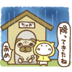 雨の日のねこっち