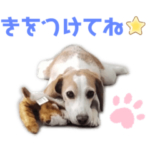 レモンビーグルのLucy