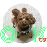 トイプードルのマルくんです