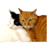 レモンとミカンのきまぐれスタンプ♪