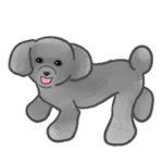 トイプードルのみぞれ 1