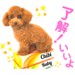 ちびトイプードルるびたん❣️No.2