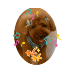 トイプードルのしんさん