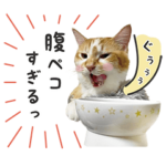 おもしろ可愛いねこちゃん大集合