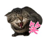 ピーポーパン〜ずっと一緒だよ〜