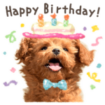 カワイイ☆トイプードル