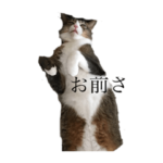 微妙な顔しかしないもちまるくん