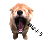 柴犬赤ちゃん むさし