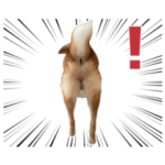 おしりで語る柴犬ズ
