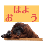 動物さん達の嗜み