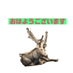 動物さん達の嗜み