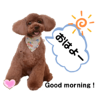 トイプーair ちゃん No2