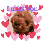 トイプーair ちゃん