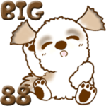 シーズー犬88『Big シーズー』