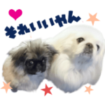 リアルDOG ペキニーズ殿とコナちゃん