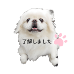 ペキニーズのコマちゃん