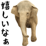 動く！ゾウと動物園の仲間たち