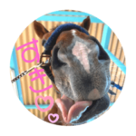 名城大学馬術部の馬たち