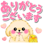 かわいいトイプードル「でか文字」