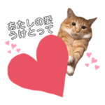 おきなわねこちゃんズ