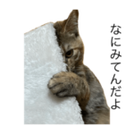 わたしのしぐれ１