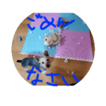 ヨークシャーテリアのだいごくん