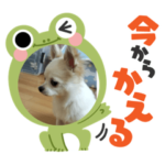 チワワのみんととくれあとトトロ