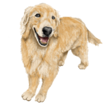 優しい犬！５永遠のゴールデンレトリバー