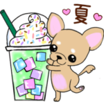 ❤️夏の日常/挨拶いっぱいかわいいチワワ犬