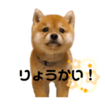 豆柴ぽん吉スタンプ