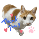 kyontarasan家のお猫様達