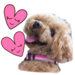 かわいい・わんこトイプー・文字大きめ