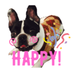 フレブル ボンゴ