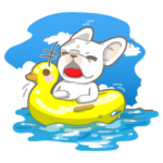 フレンチ・ブルドッグ ボンボン:夏シリーズ