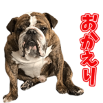 ブルドッグのボン