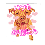 MJKピットちゃん兄妹