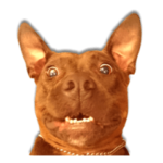 怖くないよ！ピットブル