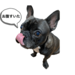 フレンチブルドックスタンプボン君