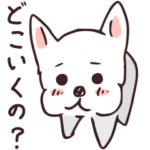 わが家のボンちゃん