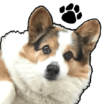 コーギー犬の来夢（ライム）