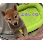 豆柴〔あずき〕のスタンプ Part.1