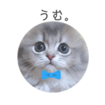 可愛い猫様たち