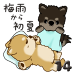 ちゃちゃ丸 14『梅雨から初夏』